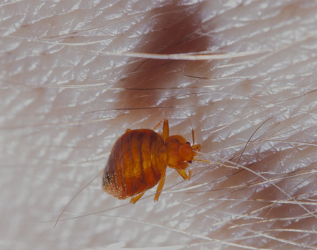 Постельный клоп кровососущий