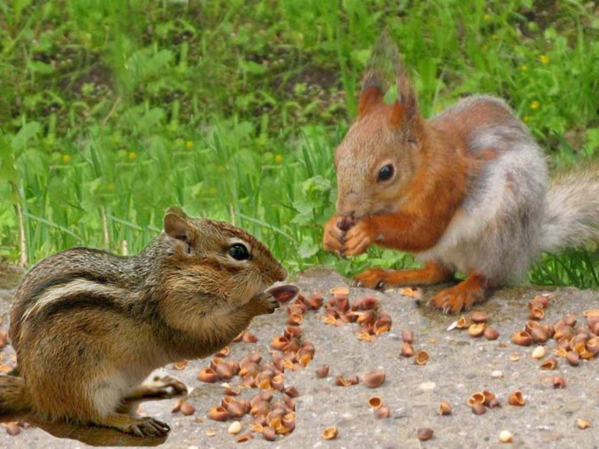 Белки и бурундуки