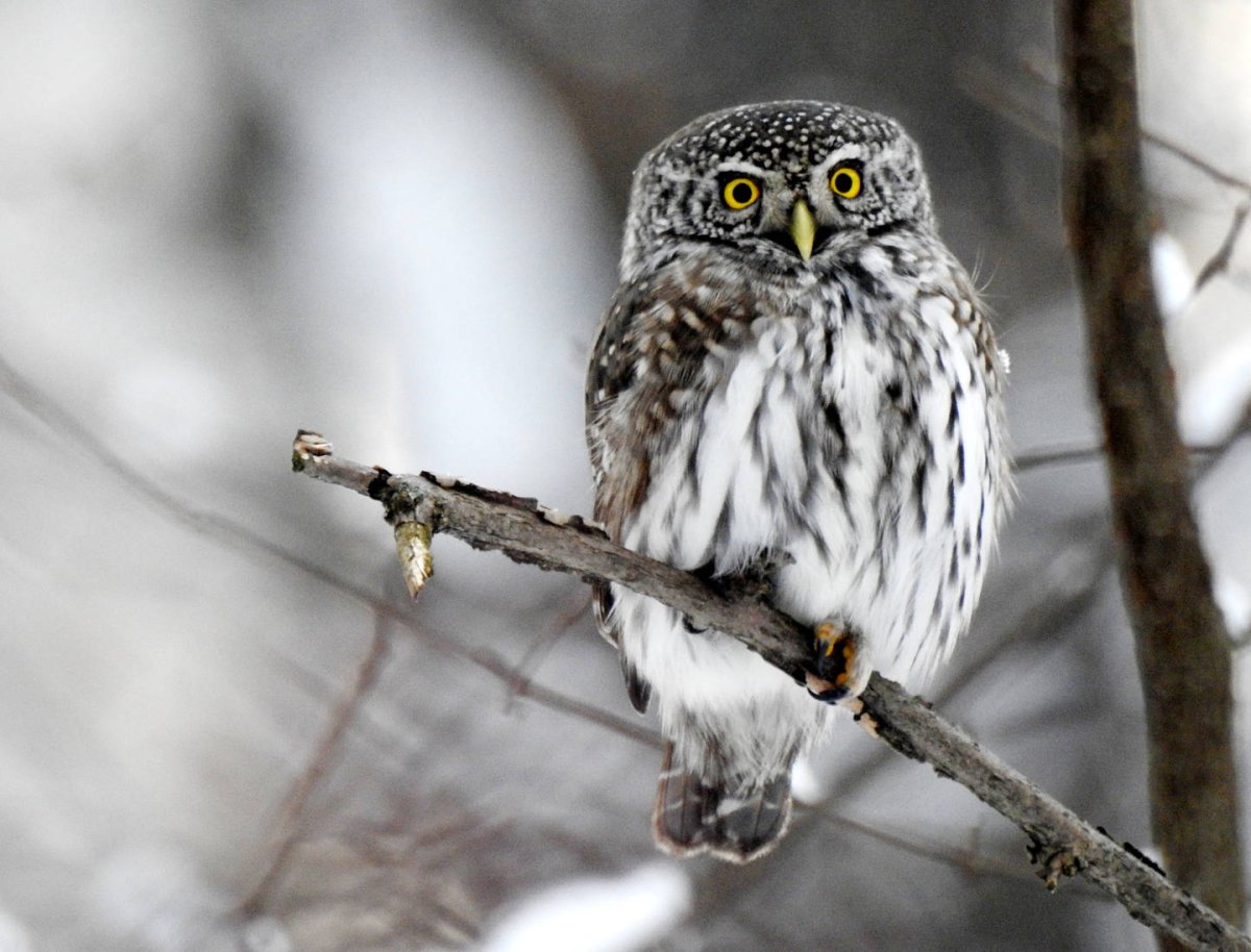 Воробьиный Сыч - Glaucidium passerinum