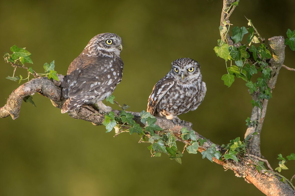 Воробьиный Сыч-Гном