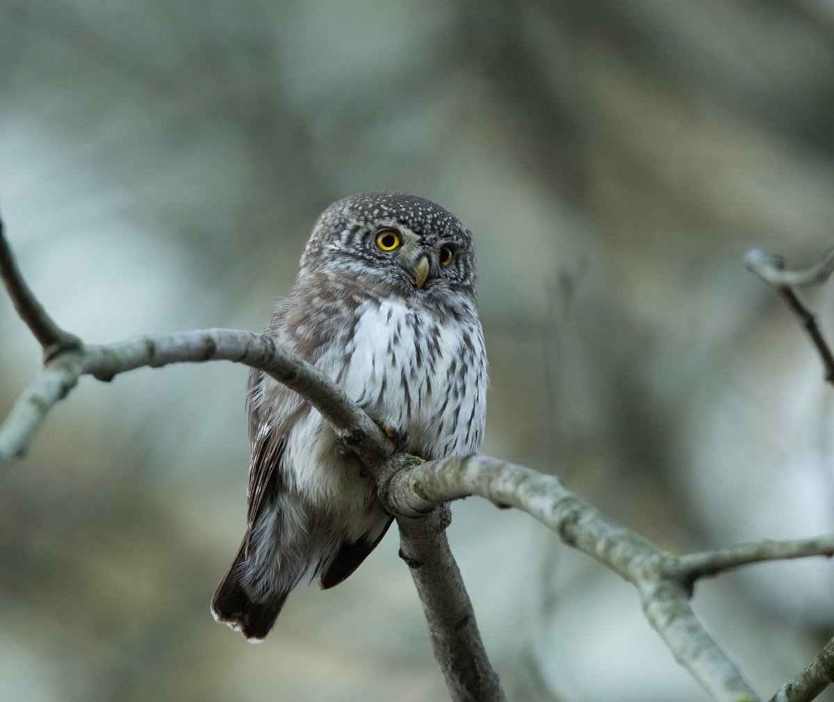 Воробьиный Сыч серый