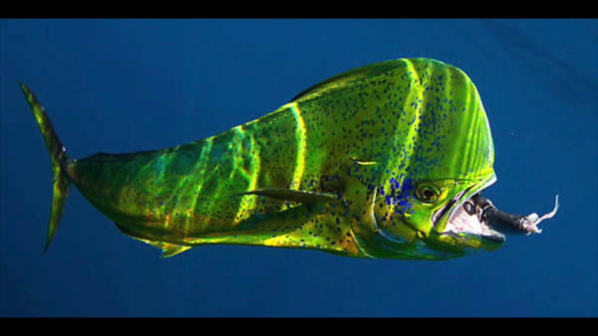 Махи-махи рыба