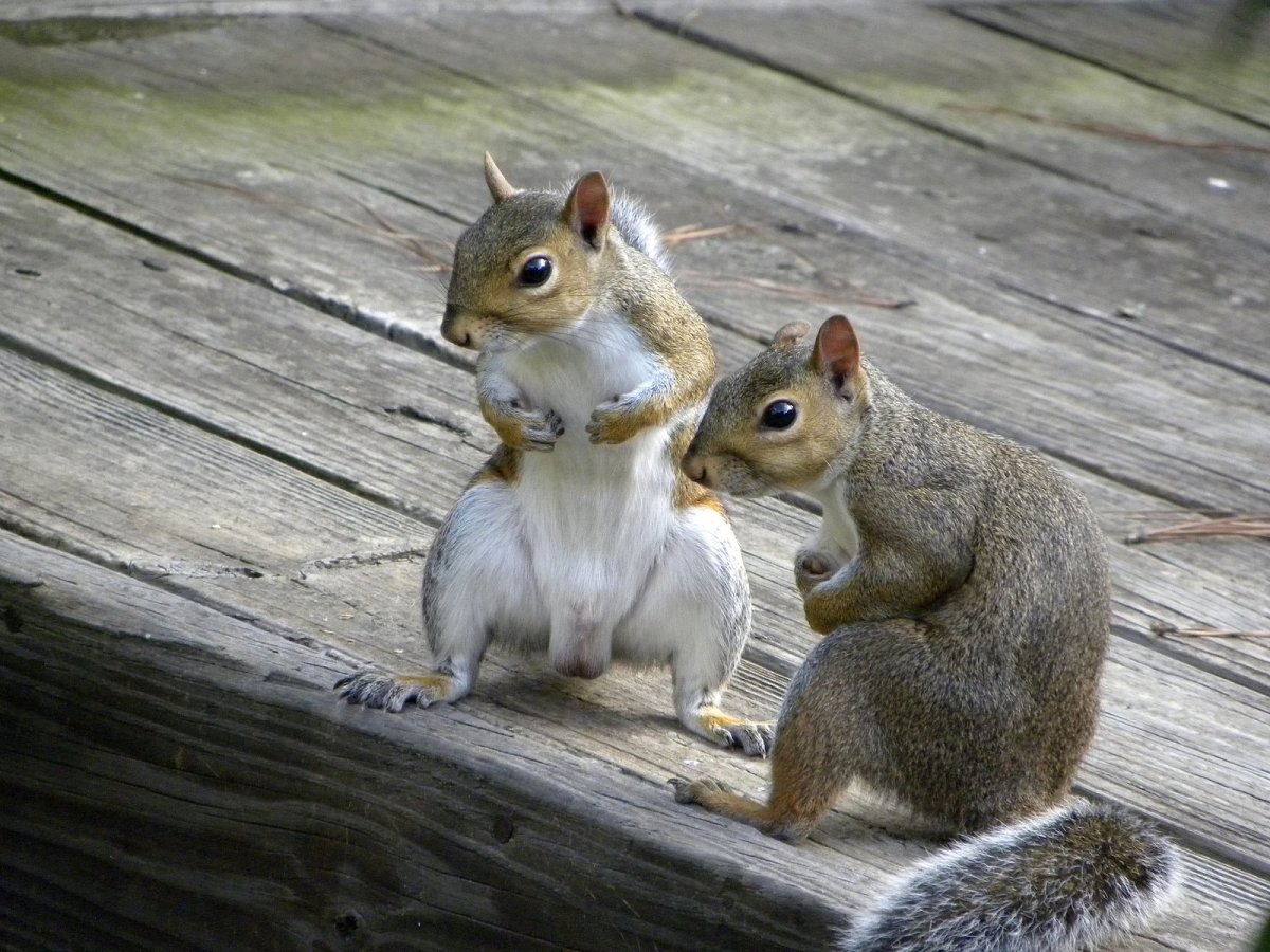 Бурундук и белка