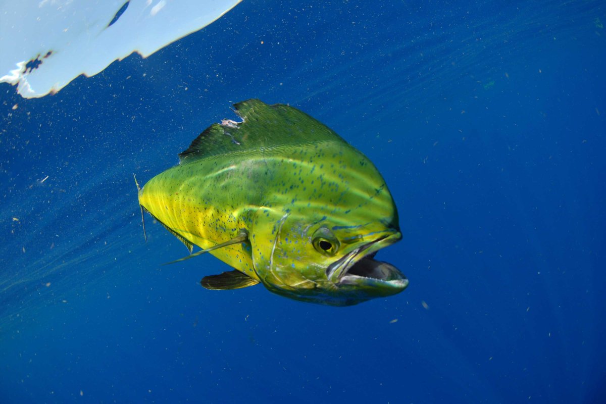 Корифена дорадо