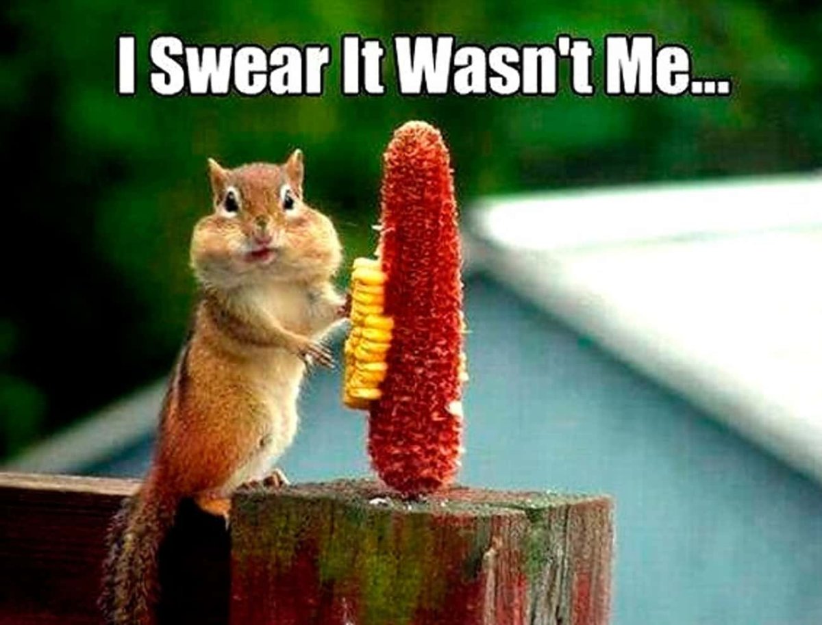 Бурундук на грибе