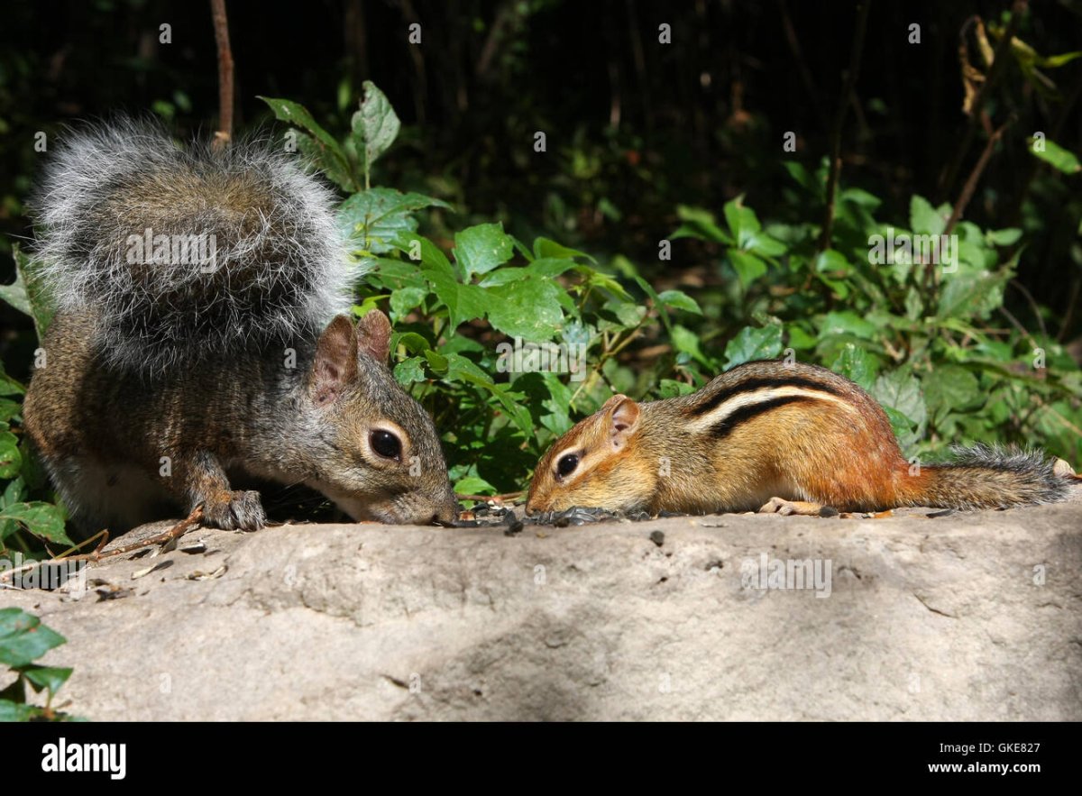 Беличья семья