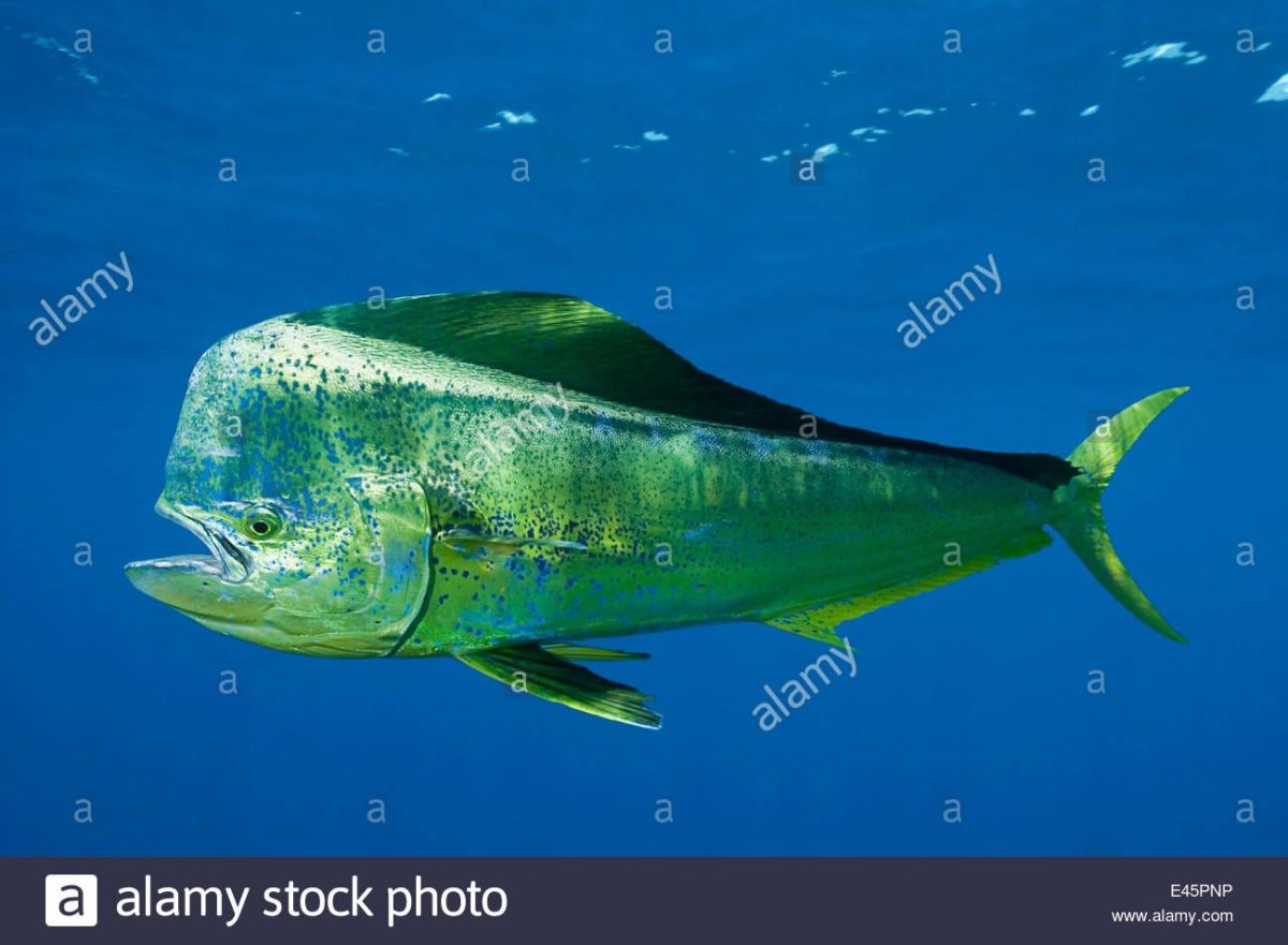 Корифена рыба - 70 фото