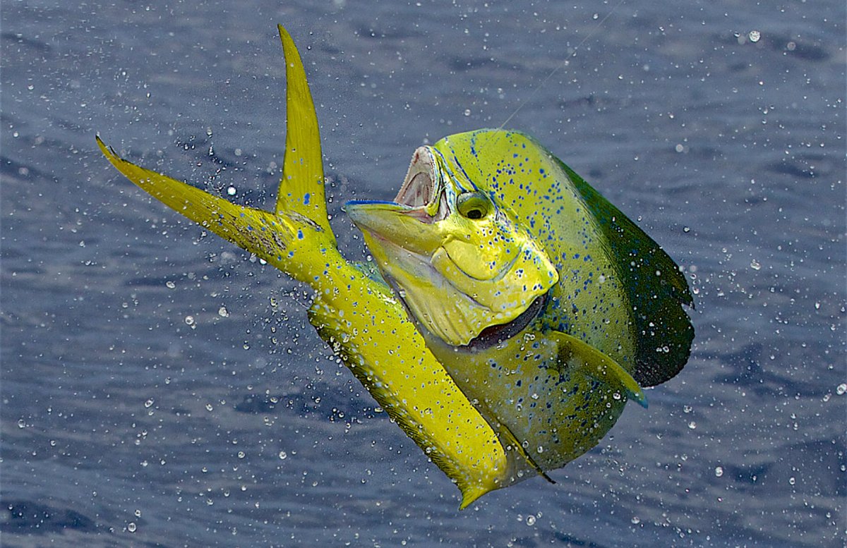 Дорадо махи-махи