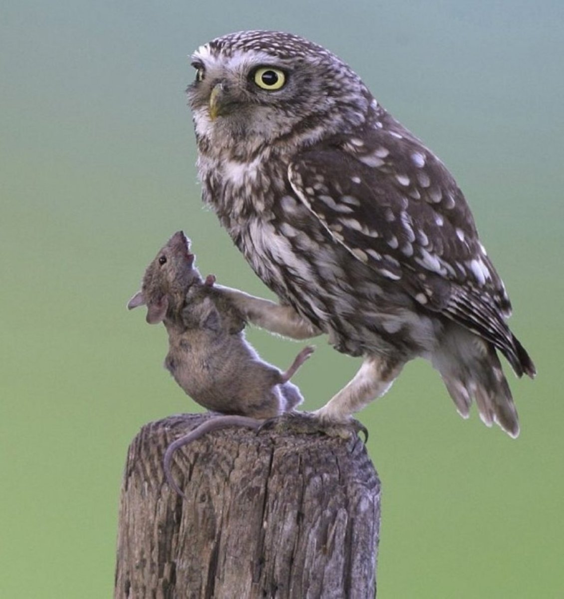 Воробьиный Сыч питание