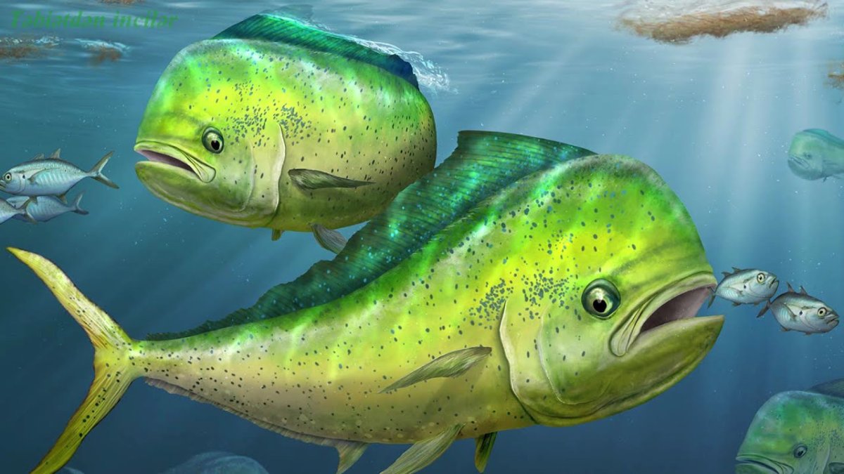 Махи-махи рыба рисунок