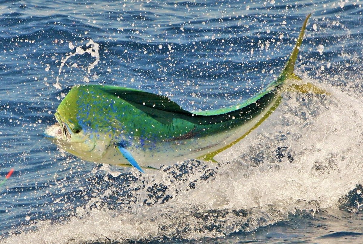 Корифена дорадо