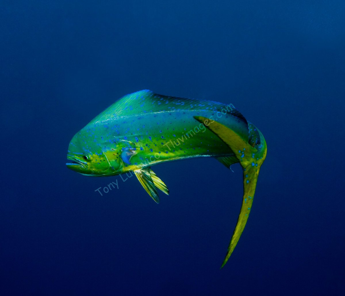 Дорадо (большая корифена)