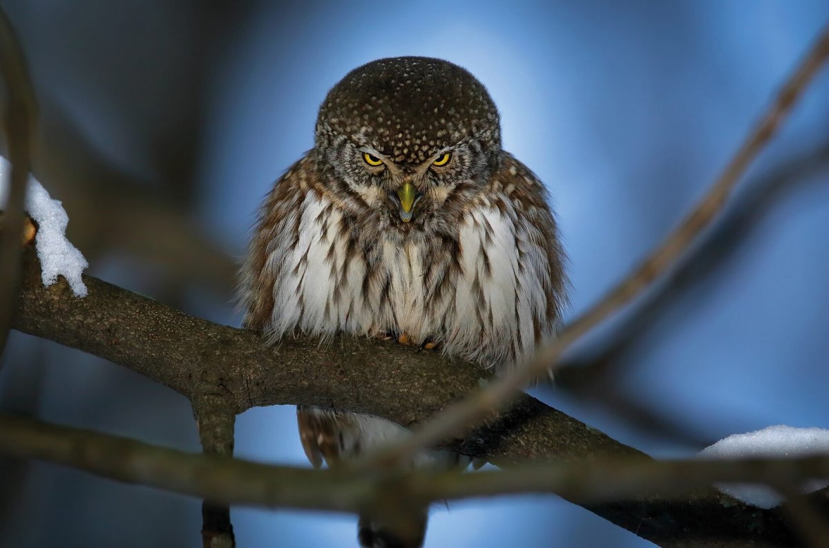 Сова воробьиный Сыч
