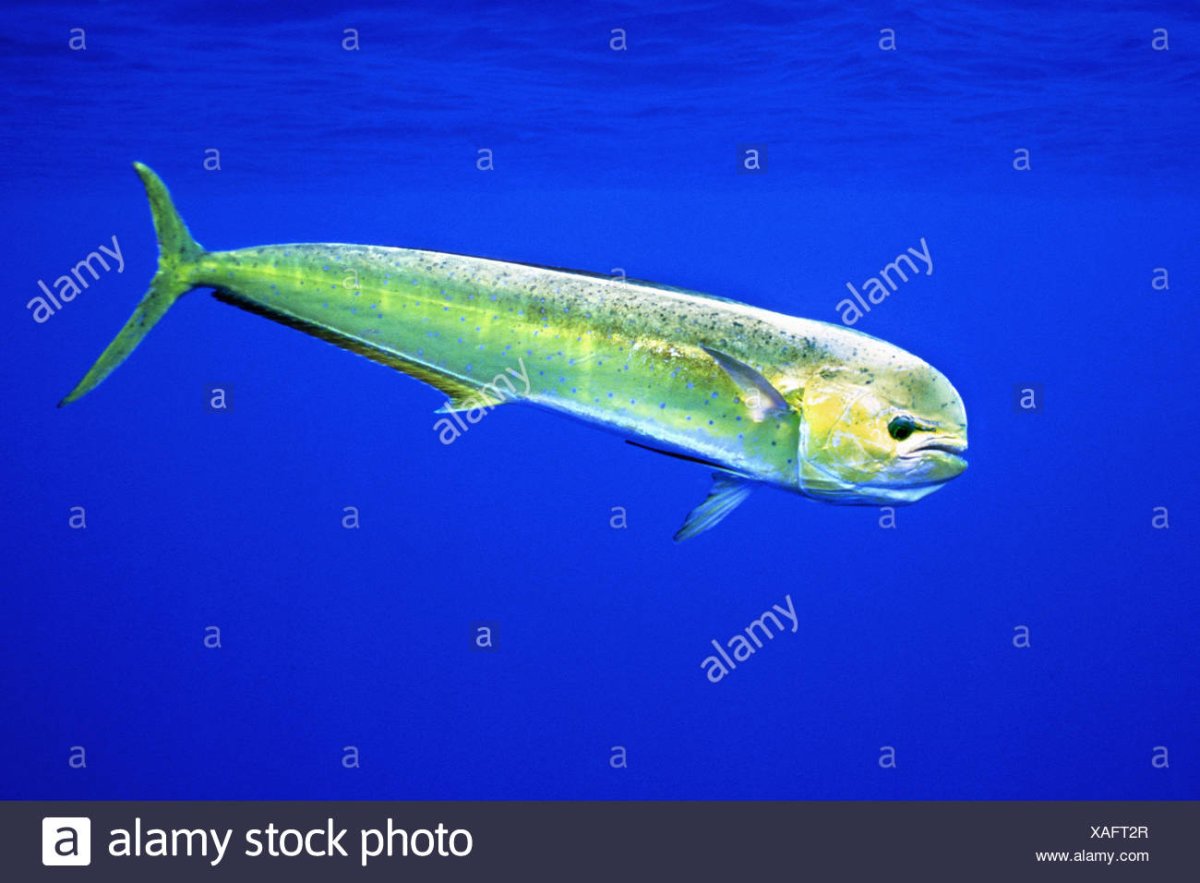 Рыба дорадо корифена