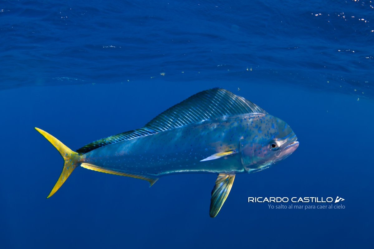 Mahi Mahi Fish
