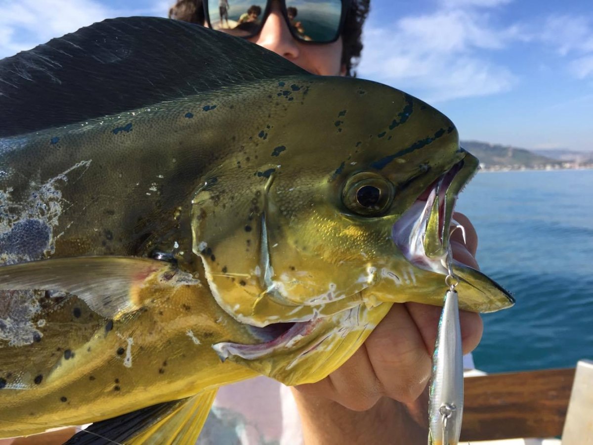 Рыба дорадо корифена