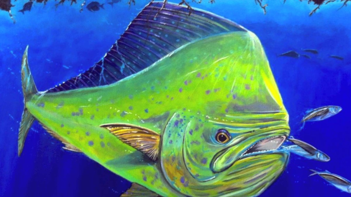 Корифена индийского океана