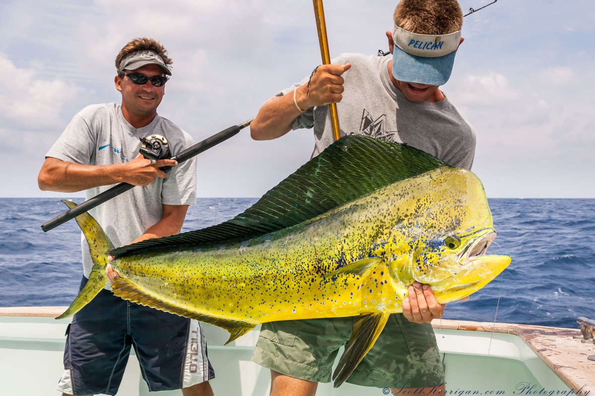 Индийский океан обитатели корифена