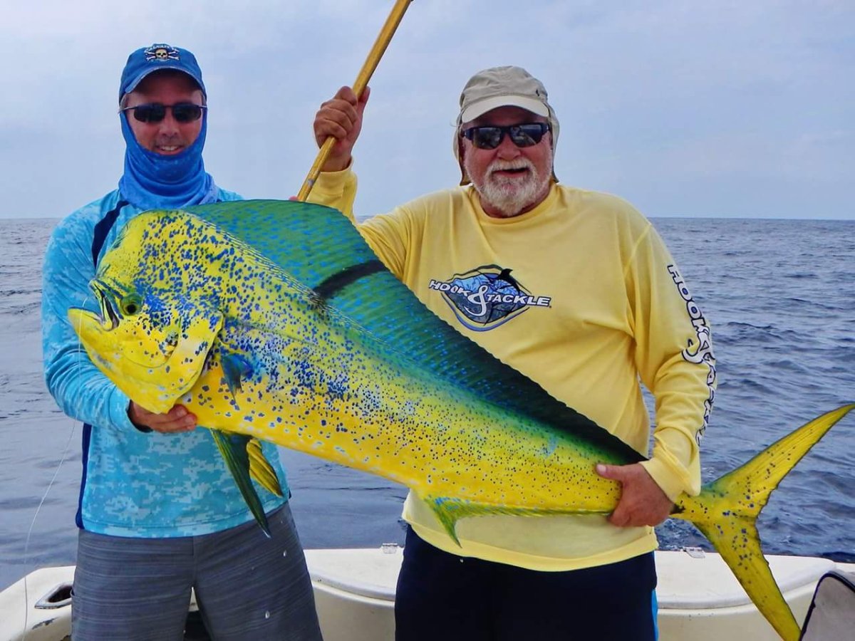 Дорадо (большая корифена)