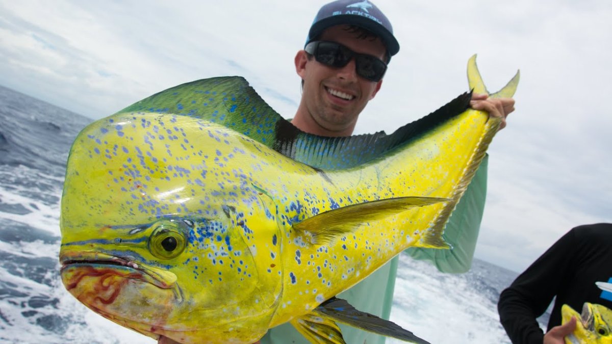 Джереми Уэйд дорадо