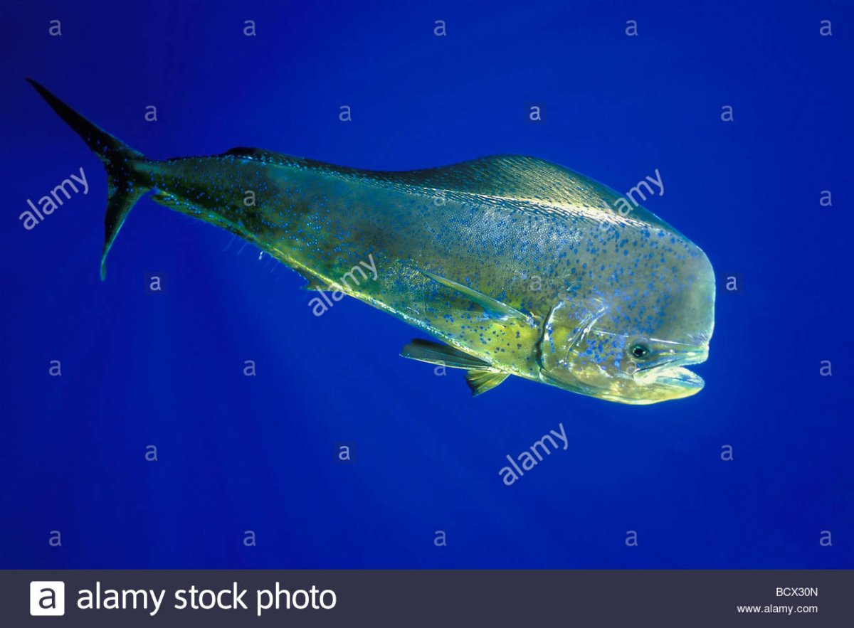 Корифена рыба рисунок