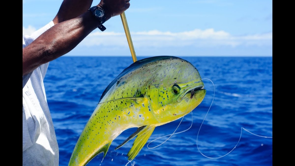 Махи махи рыба женский и мужской пол