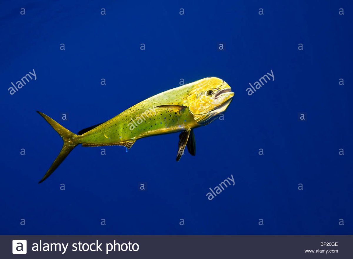 Дорадо (большая корифена)