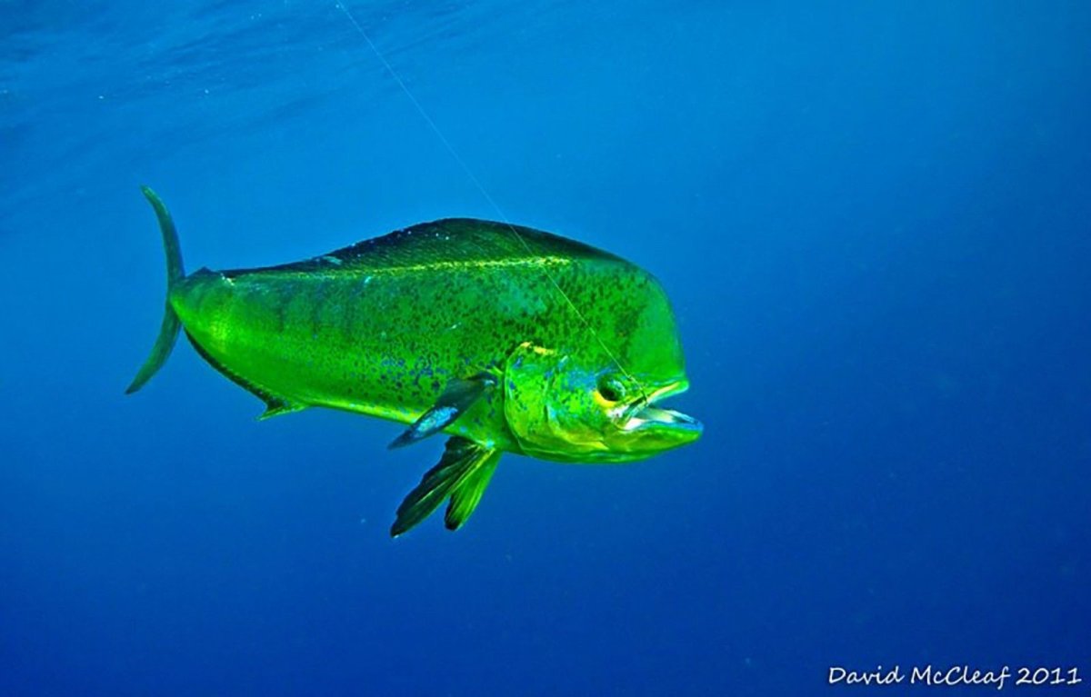 Корифена рыба