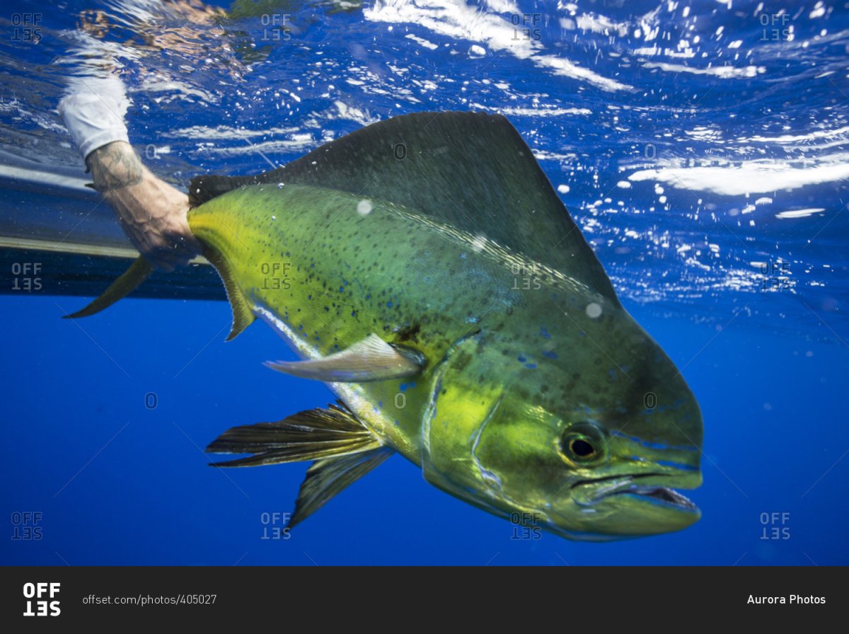 Корифена рыба