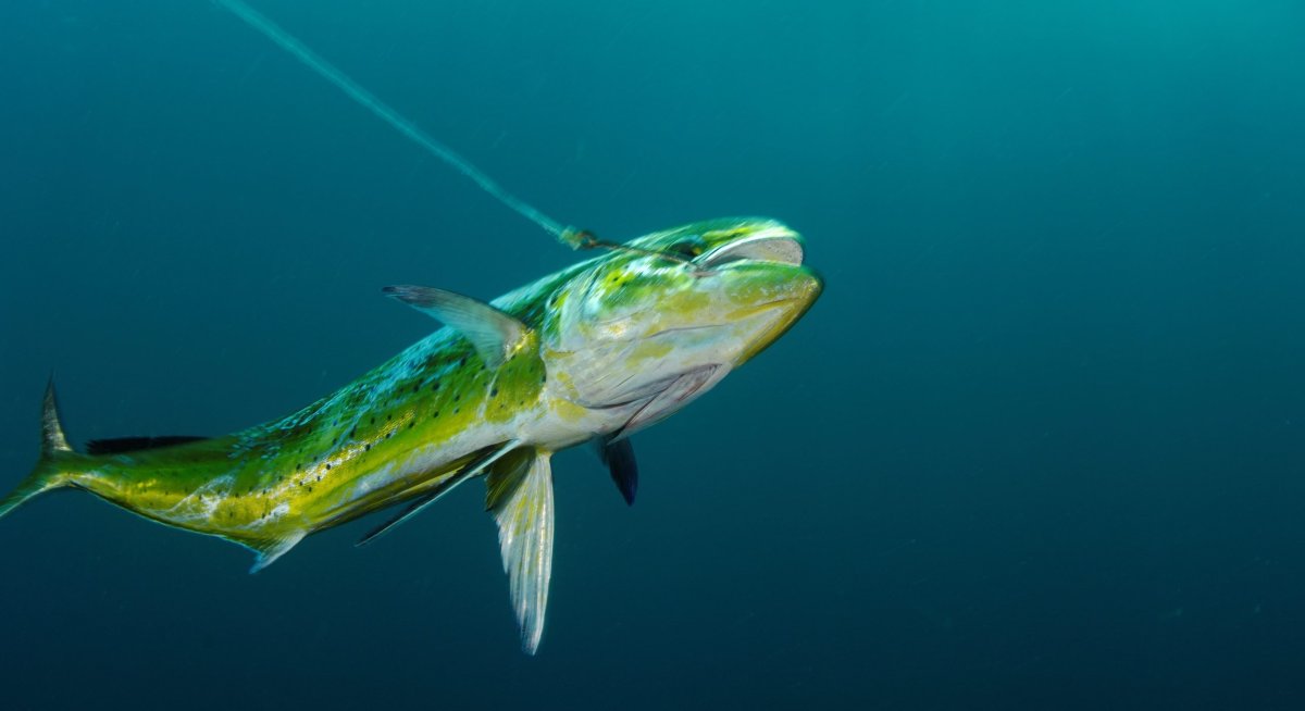 Зеленый Дельфин