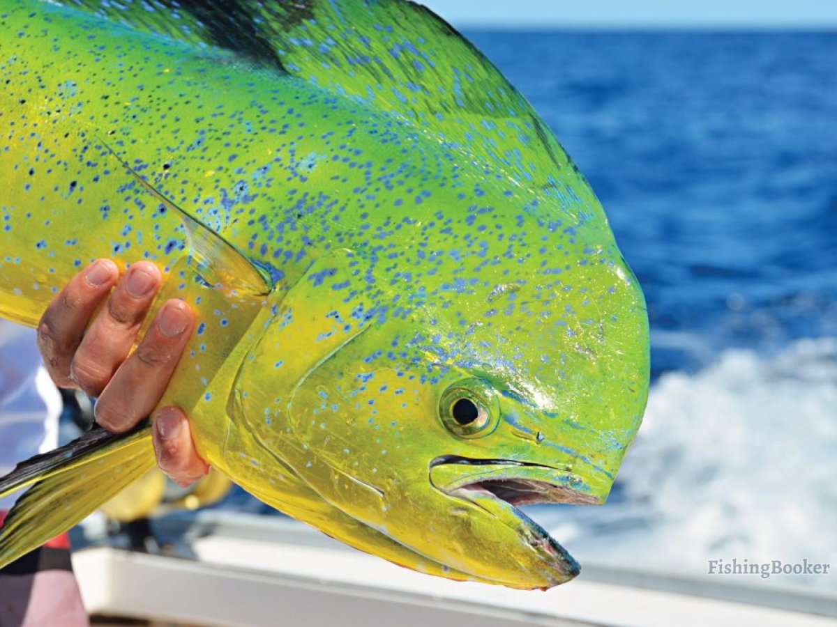 Махи махи корифена