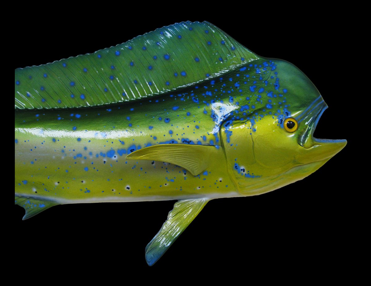 Голубая корифена