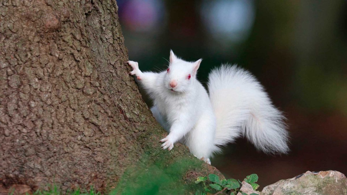 Белки альбиносы