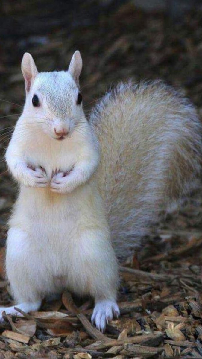 Белка альбинос