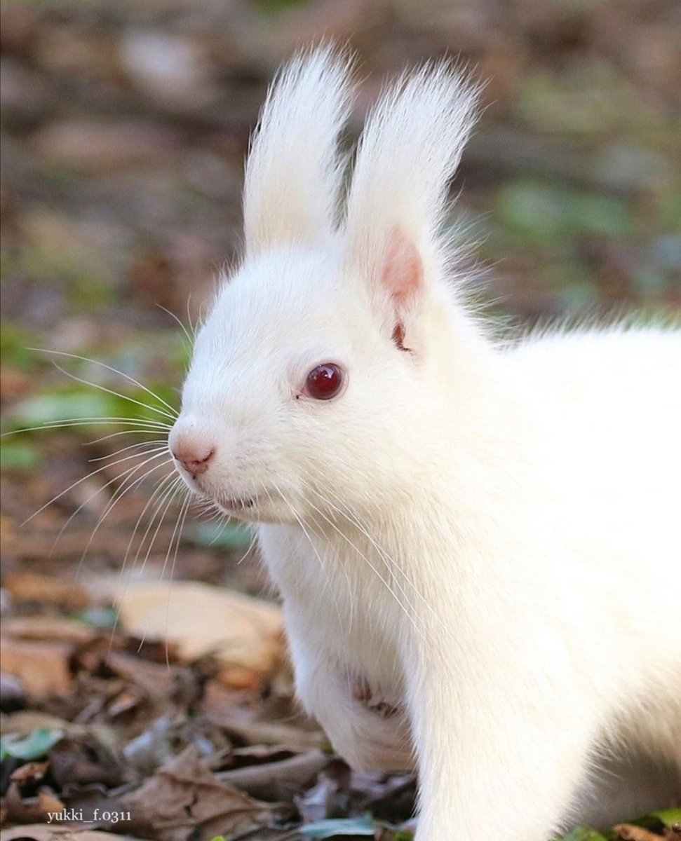 Белка альбинос