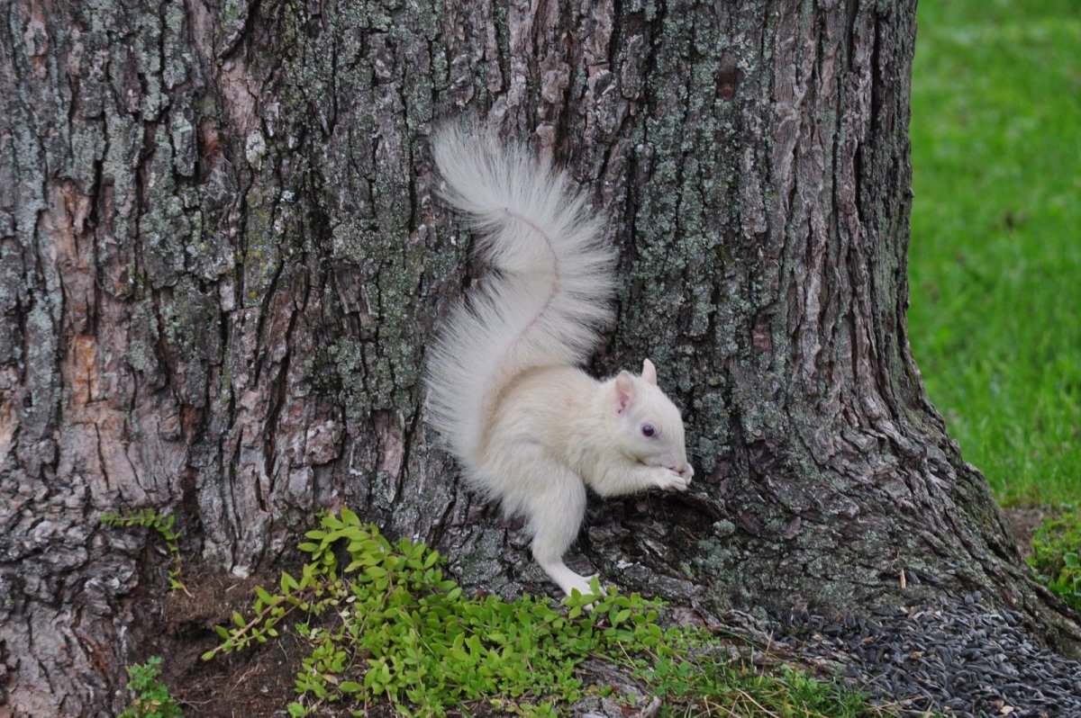 Обыкновенная белка альбинос