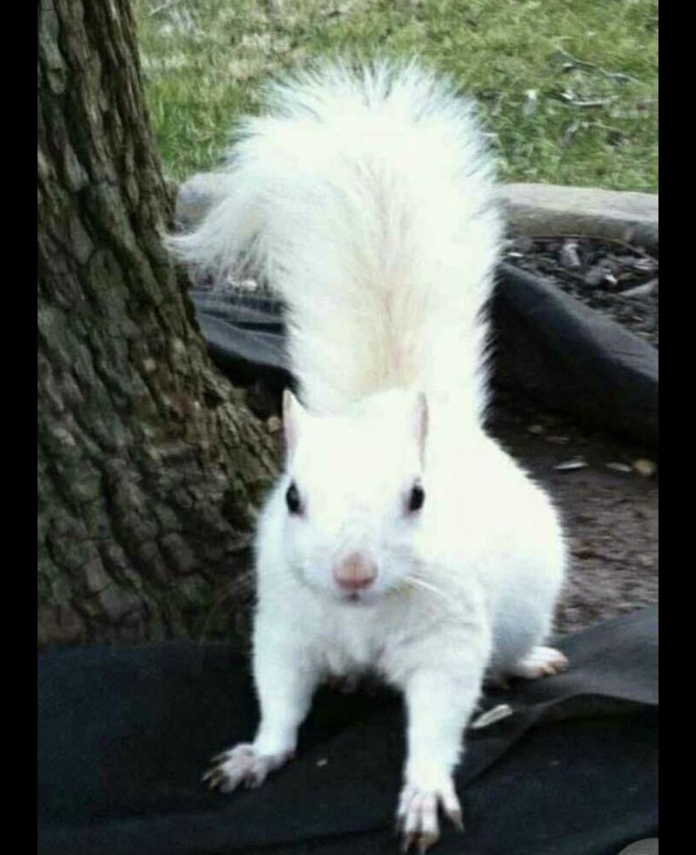 Звери альбиносы