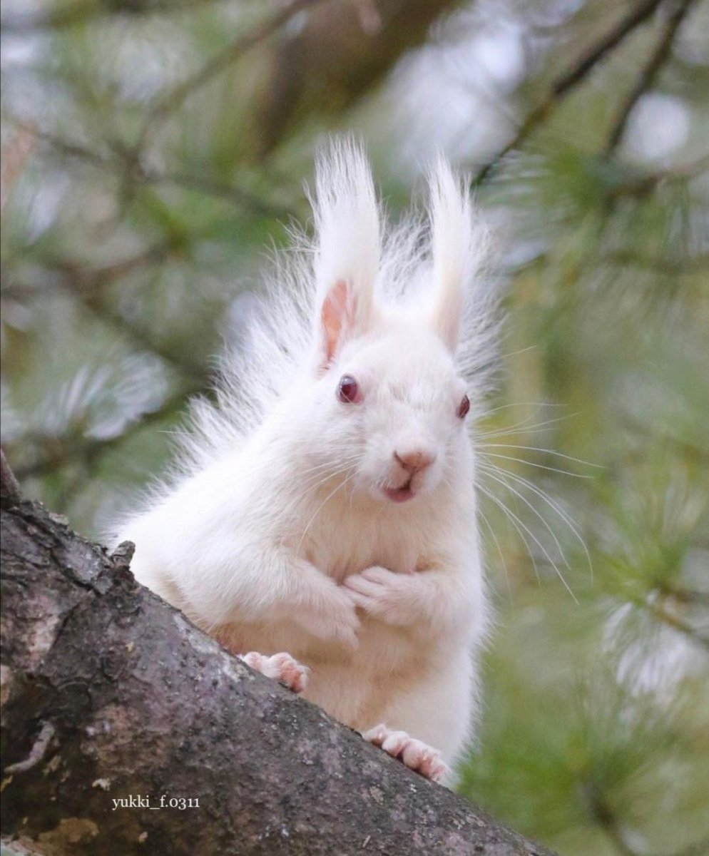 Парк белок альбиносов