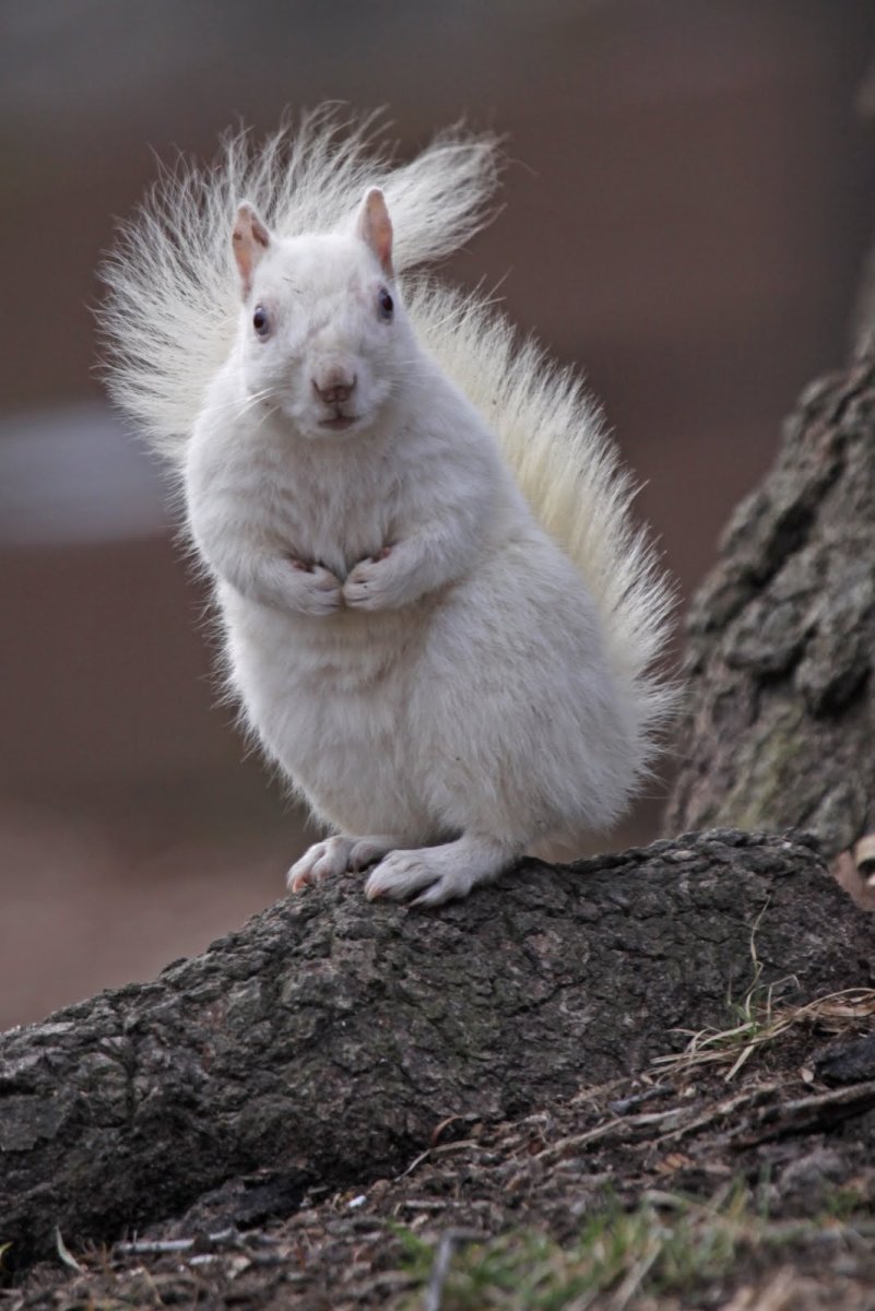 Снится белая белка