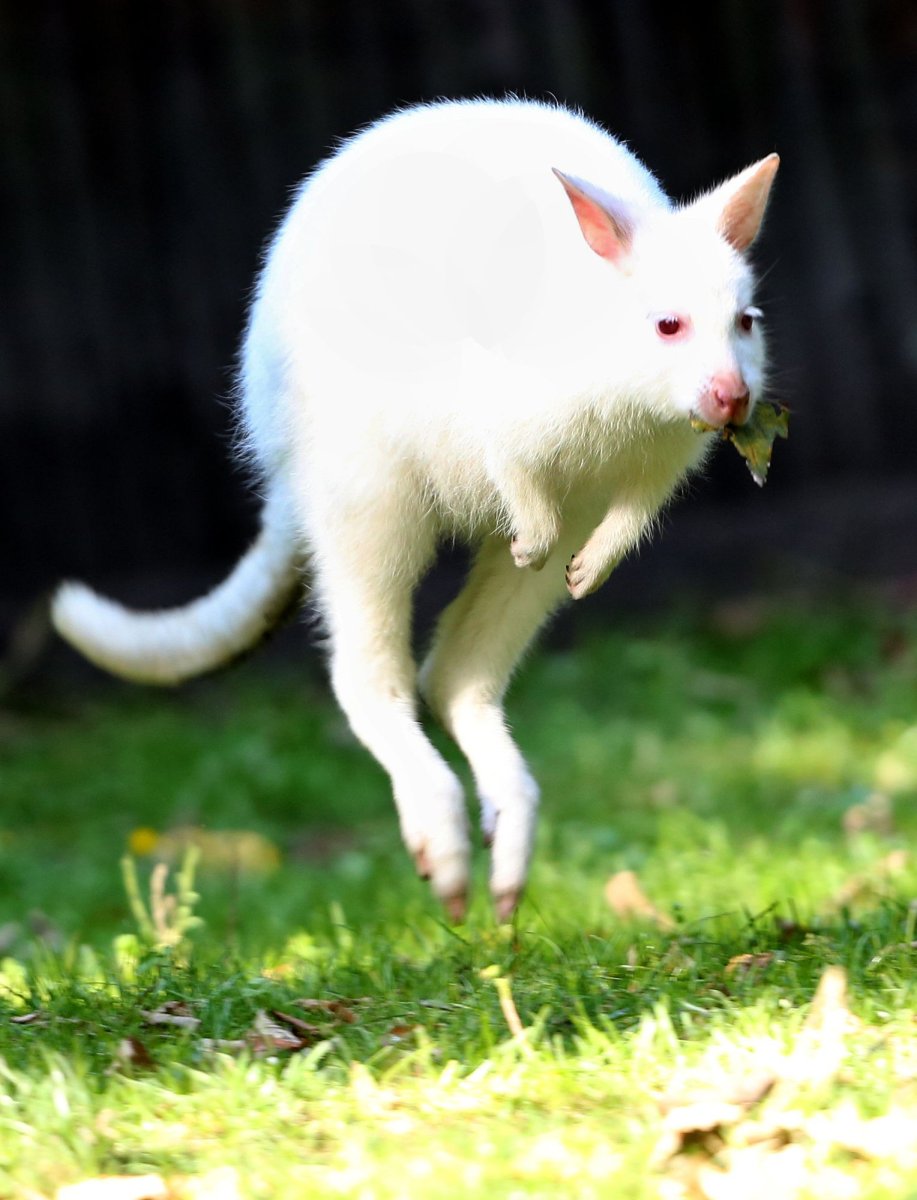 Белочка альбинос