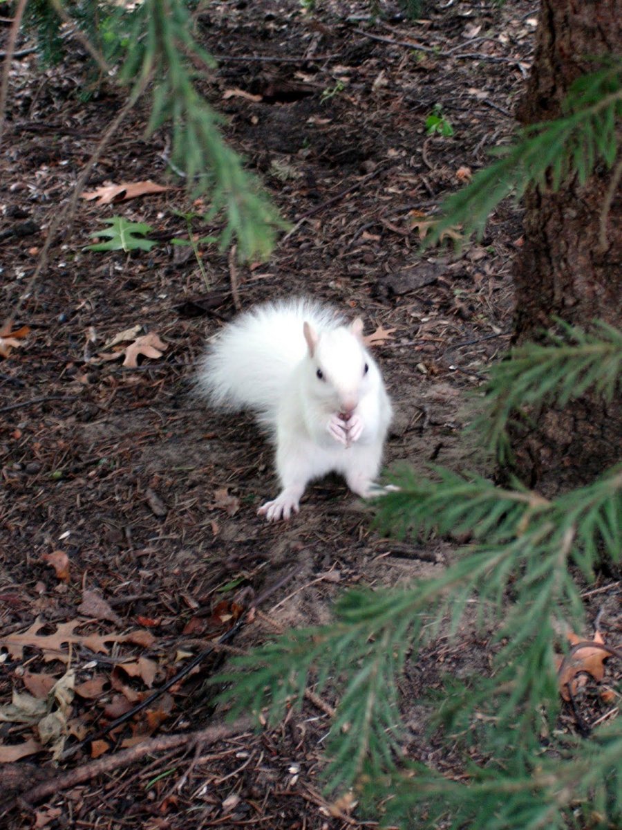 Валлаби альбинос