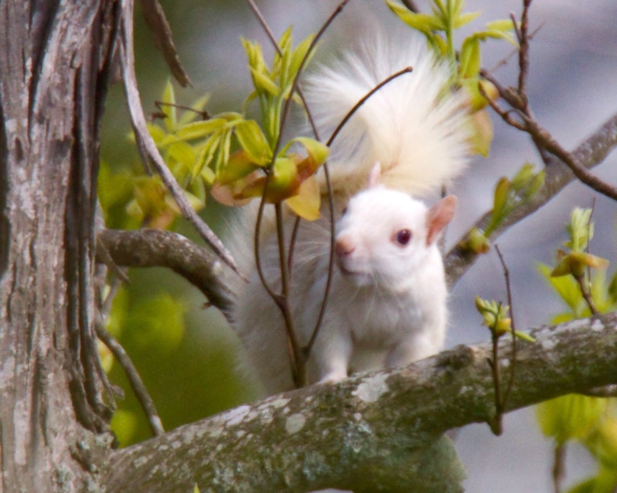 Белки альбиносы