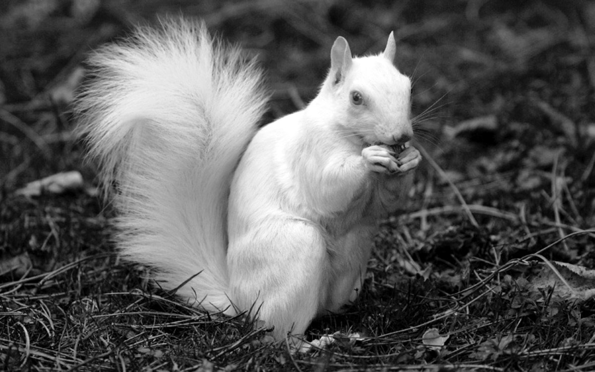 Белка альбинос бесхвостая