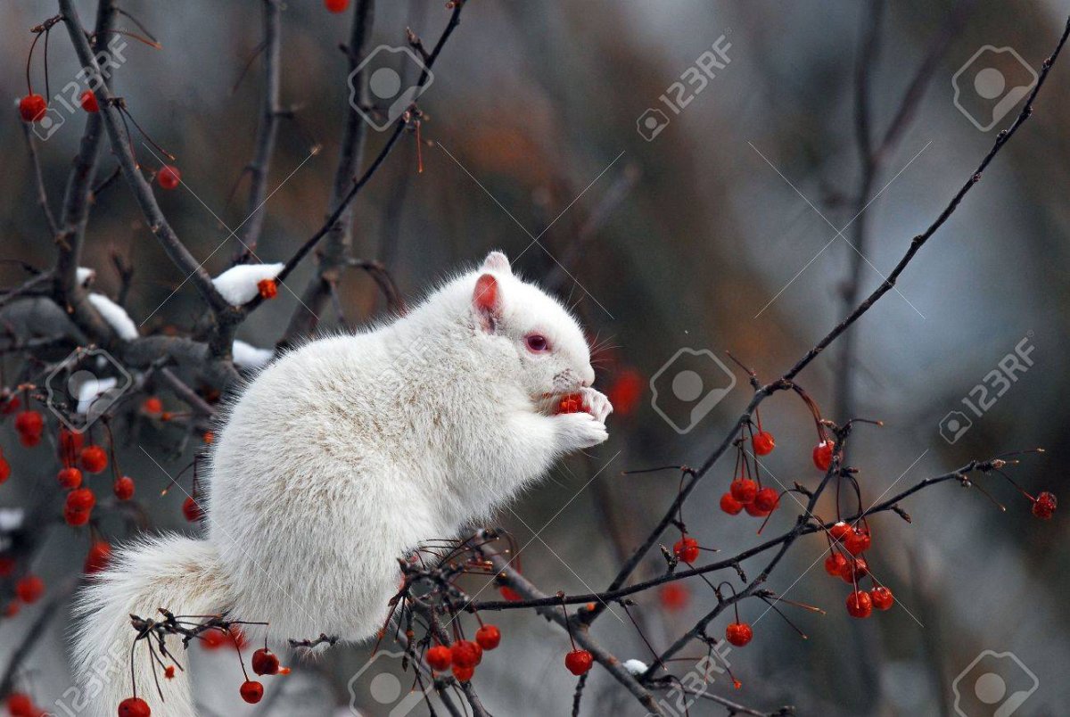 Редчайший вид белочки альбинос