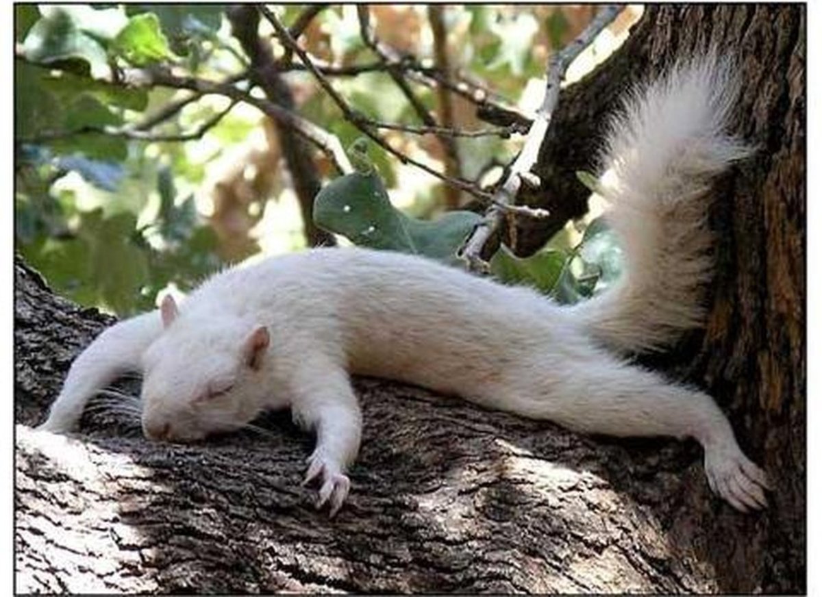 Белки альбиносы