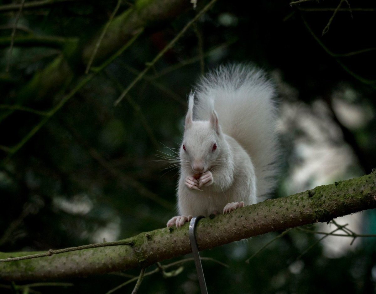 Белка альбинос