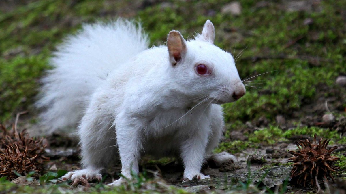 Белочка с белой шерстью