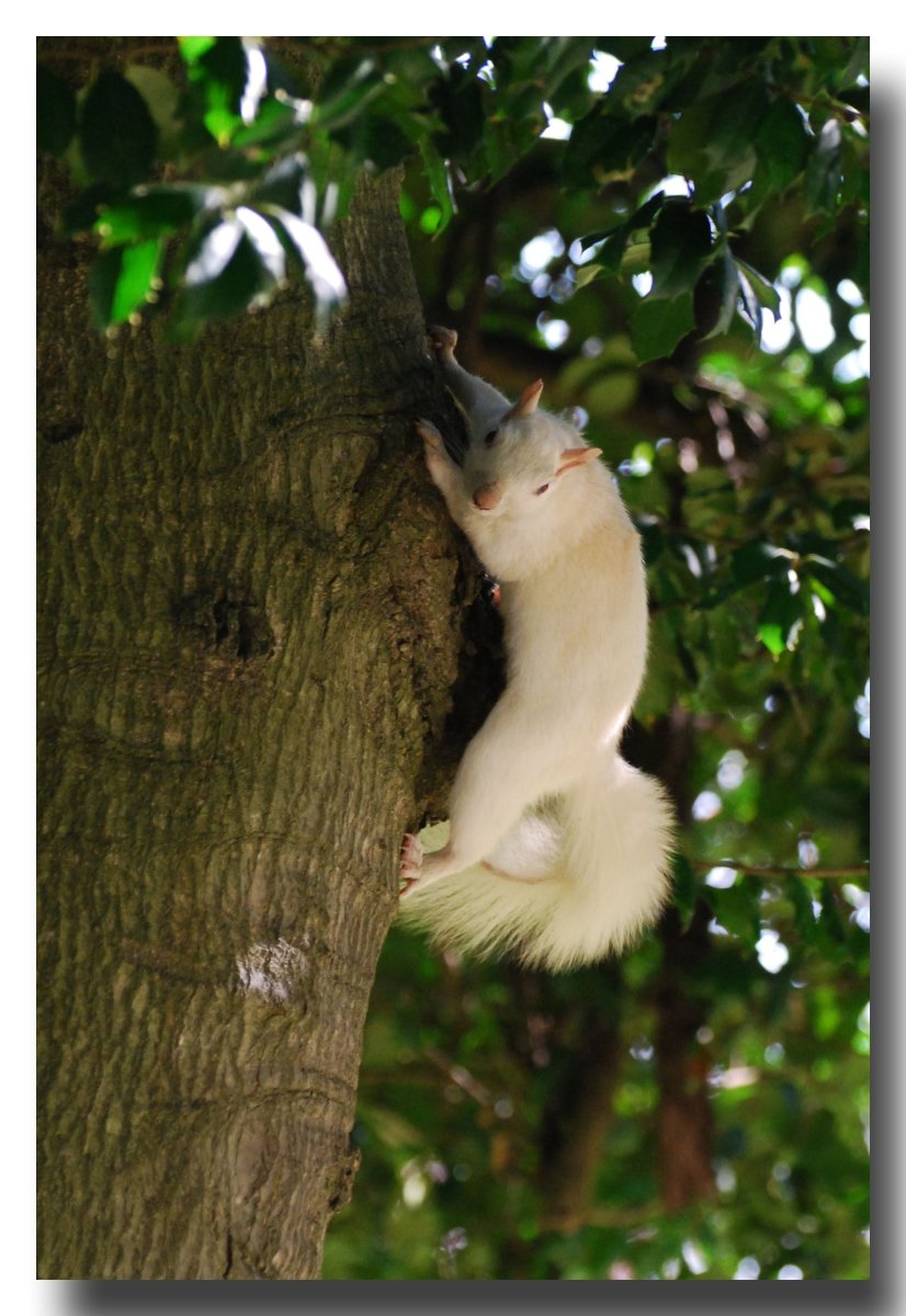 Белоснежный хомизойдик фотографии