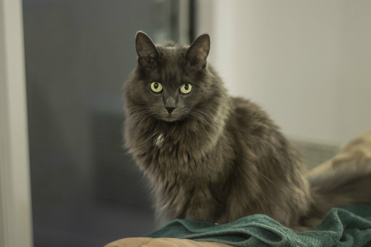 Дымчатый пушистый кот