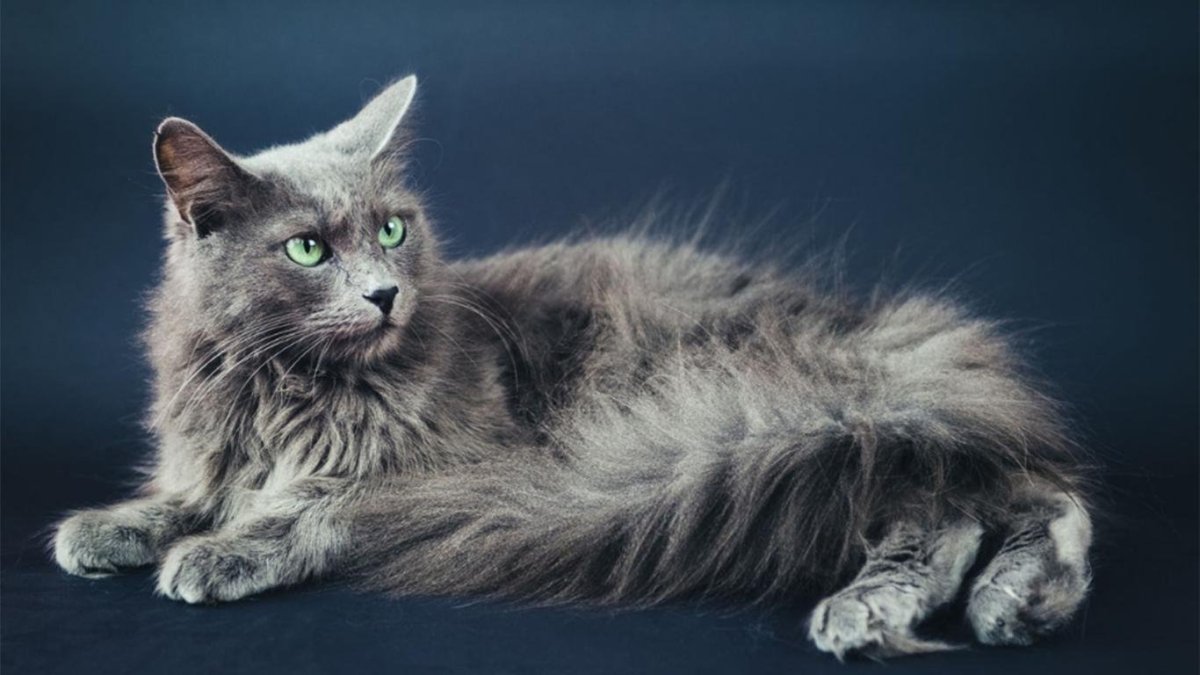 Сибирская голубая длинношерстная кошка